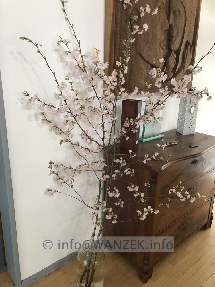 Prunus sargentii Accolade 08 in Bodenvase.JPG